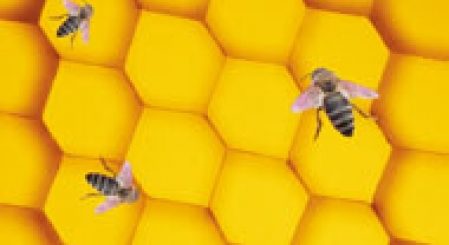 Le miel et l'abeille