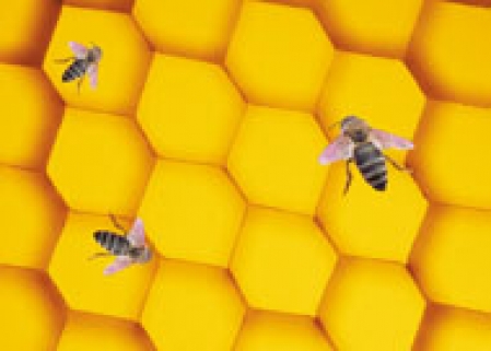 Le miel et l'abeille