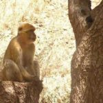 Macaque berbere dans le parc national du Djurdjura