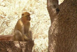 Flore et faune Macaque berbere dans le parc national du Djurdjura