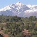Oliviers en avant-plan du mont Lalla Khadidja