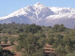 Oliviers en avant-plan du mont Lalla Khadidja