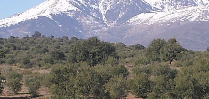 Oliviers en avant-plan du mont Lalla Khadidja