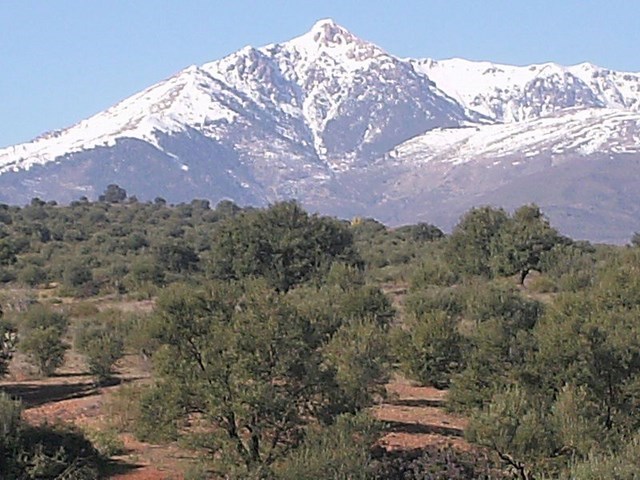 Oliviers en avant-plan du mont Lalla Khadidja